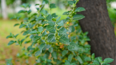 Ashwagandha plant